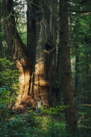 El mundo invisible de los bosques: El eucalipto (Australia)