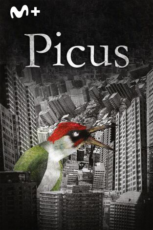 Picus Picus