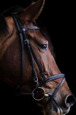 CNBC SPORTS: FEI European Championships 2023 CNBC SPORTS: FEI European Championships 2023