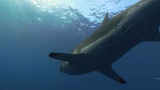 Ataque de tiburón 360: Llega el calor Ataque de tiburón 360: Llega el calor