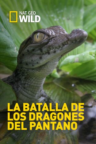 La batalla de los dragones del pantano La batalla de los dragones del pantano