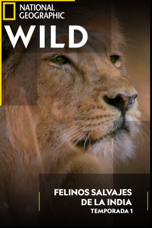 Felinos salvajes de la India: El reino de los grandes felinos Felinos salvajes de la India: El reino de los grandes felinos
