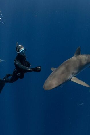 Tiburones de cerca Tiburones de cerca