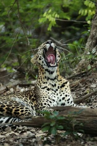 Panteras: Tigre. El tigre de Bengala Panteras: Tigre. El tigre de Bengala