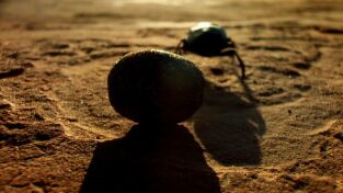 Nuestro planeta (One Strange Rock): Supervivencia Nuestro planeta (One Strange Rock): Supervivencia