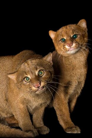 Felinos insólitos Felinos insólitos