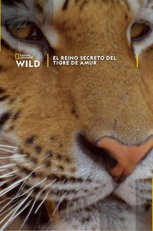 El reino secreto del tigre de Amur El reino secreto del tigre de Amur