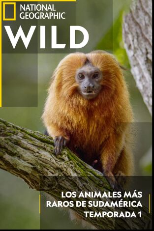 Los animales más raros de Sudamérica: Tierra de gigantes y pigmeos Los animales más raros de Sudamérica: Tierra de gigantes y pigmeos