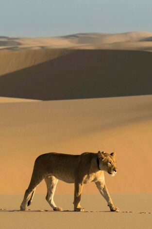 Los leones de la Costa de los Esqueletos Los leones de la Costa de los Esqueletos