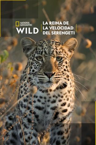La reina de la velocidad del Serengeti La reina de la velocidad del Serengeti