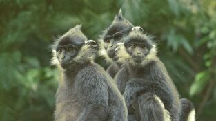 Wild Vietnam: El sur tropical: tierra de agua Wild Vietnam: El sur tropical: tierra de agua