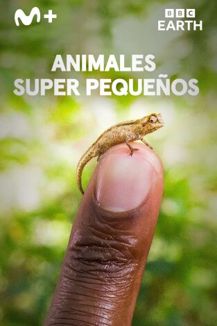 Animales súper pequeños