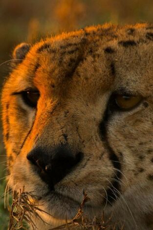 Grandes especies de África: Grandes felinos