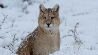 Las maravillas ocultas del invierno: La naturaleza helada de Asia Las maravillas ocultas del invierno: La naturaleza helada de Asia