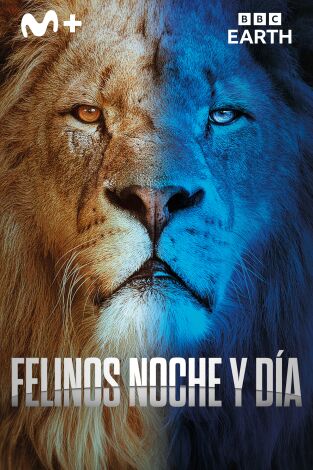 Felinos noche y día: Episodio 4 Felinos noche y día: Episodio 4