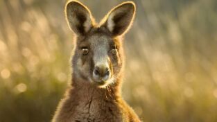 Australia extraordinaria: Costas salvajes Australia extraordinaria: Costas salvajes