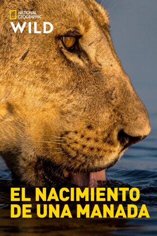 El nacimiento de una manada El nacimiento de una manada