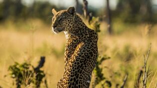 Predador vs. presa: Leopardo