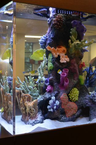 Acuarios XXL: Otro acuario para las vacaciones Acuarios XXL: Otro acuario para las vacaciones