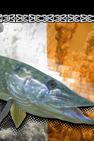 Wild Pike Ireland 1 Wild Pike Ireland 1