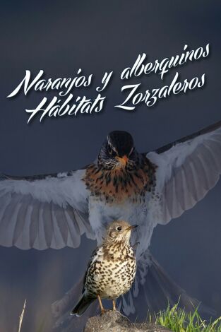 Naranjos arbequinos, hábitats zorzaleros Naranjos arbequinos, hábitats zorzaleros