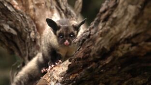 Superviviente por naturaleza: Los vagabundos del bosque Superviviente por naturaleza: Los vagabundos del bosque