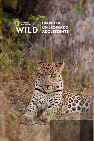 Diario de un leopardo adolescente Diario de un leopardo adolescente