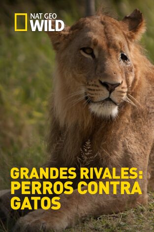 Grandes rivales: perros contra gatos Grandes rivales: perros contra gatos