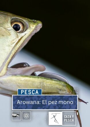 Arowana: el pez mono Arowana: el pez mono