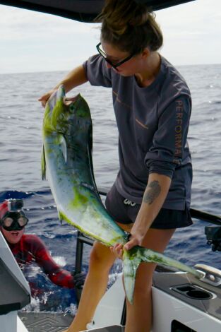 Pesca submarina en los mares del sur: Boarfish Pesca submarina en los mares del sur: Boarfish