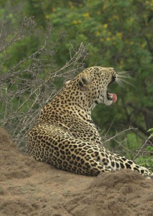 El linaje de los depredadores: El cuento del leopardo El linaje de los depredadores: El cuento del leopardo
