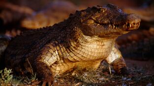 Predador vs. presa: Cocodrilos Predador vs. presa: Cocodrilos