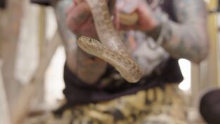 Serpientes en la ciudad: Krait mortal Serpientes en la ciudad: Krait mortal