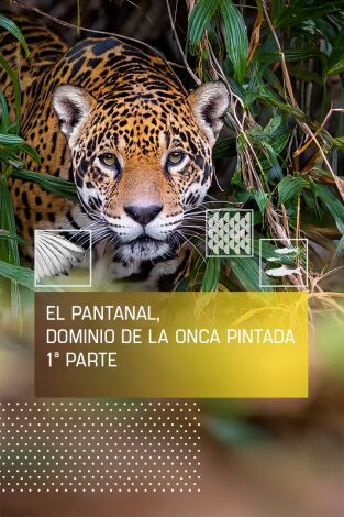 El pantanal, dominio de la Onca Pintada I El pantanal, dominio de la Onca Pintada I