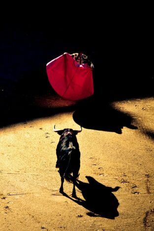 Toros Toros