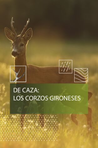 De caza: los corzos gironeses De caza: los corzos gironeses