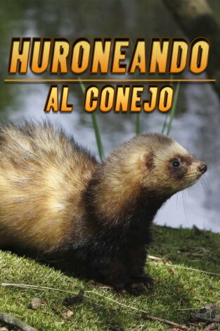 Huroneando al conejo Huroneando al conejo