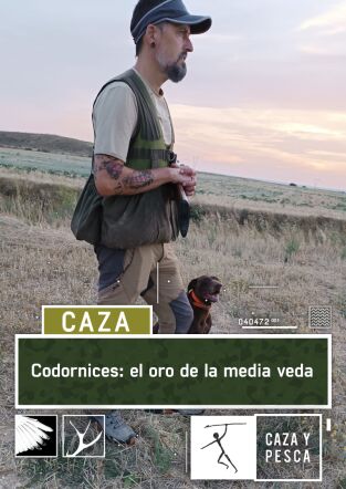 Codornices: el oro de la media veda Codornices: el oro de la media veda