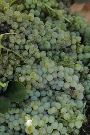 La Besana en verde La Besana en verde