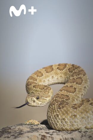 The Americas: El Salvaje Oeste The Americas: El Salvaje Oeste