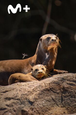 The Americas: El Amazonas The Americas: El Amazonas