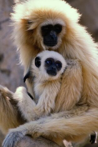 El gibón. El simio cantarín: Instinto musical El gibón. El simio cantarín: Instinto musical