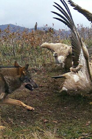 Territorio salvaje: El territorio del oso cantábrico Territorio salvaje: El territorio del oso cantábrico