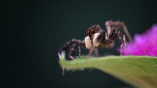 Astutos y letales: Engaño Astutos y letales: Engaño