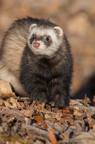 Mustélidos en acción Mustélidos en acción