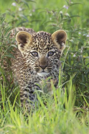 Serengueti Serengueti