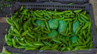 Control de aeropuertos: USA: Meta Hot Chili Peppers Control de aeropuertos: USA: Meta Hot Chili Peppers