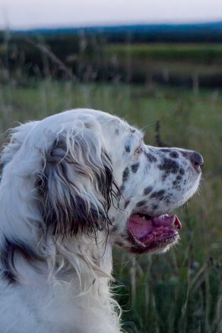 Locos por el 20: Pardillas en tierras del Loira Locos por el 20: Pardillas en tierras del Loira