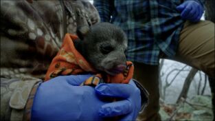 Cazar para conservar: Acechando al oso negro Cazar para conservar: Acechando al oso negro