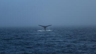 Vivir bajo cero: Port Protection Alaska: Vamos por el buen camino Vivir bajo cero: Port Protection Alaska: Vamos por el buen camino